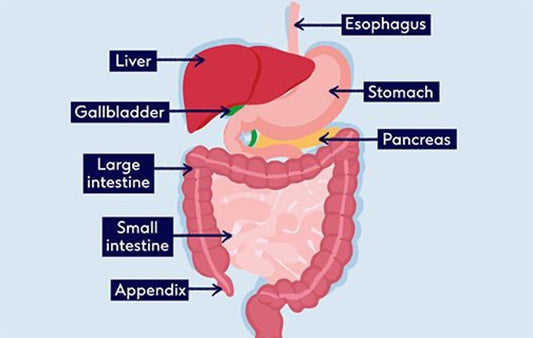 30-Day Gut Detox