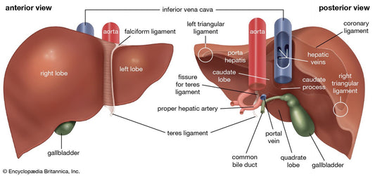 30-Day Liver Detox