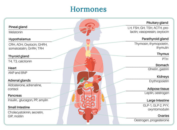 Harnessing Nature's Bounty: Herbs for Balancing Female Hormones