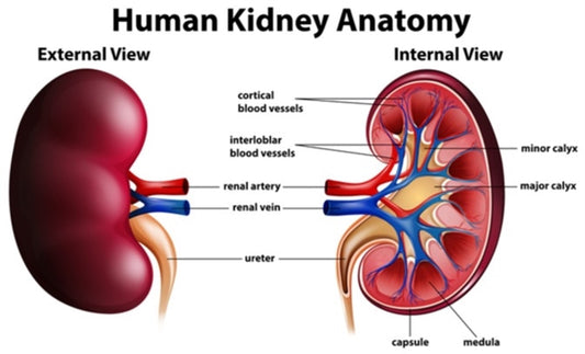 30-Day Kidney Detox