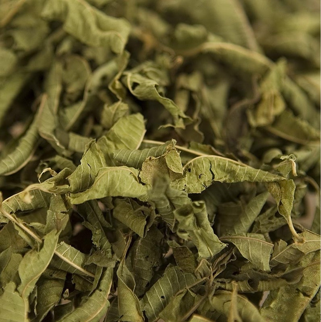 Eucalyptus Herbal Tea